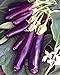 Eggplant , Long Purple Eggplant Seeds, Heirloom, Non GMO, 25 Seeds, Garden Seed, Long Purple, Heirloom, Non GMO, 25+Seeds, Garden Seed new 2022