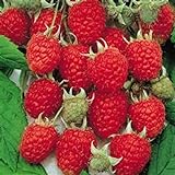 Photo Jumbo Red Raspberry Bush Seeds! SWEET! COMBINED S/H! See Our Store!, best price $9.69, bestseller 2024