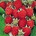 Jumbo Red Raspberry Bush Seeds! SWEET! COMBINED S/H! See Our Store! new 2024