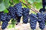Photo Grape Seeds for Planting-50 Seeds, best price $6.99, bestseller 2024