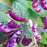 Photo Outsidepride Purple Hyacinth Bean Red Leaved Plant Vine Seed - 100 Seeds, best price $6.49 ($0.06 / Count), bestseller 2024