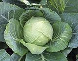 Photo 1,000+ Cabbage Seeds- Copenhagen Market by Ohio Heirloom Seeds, best price $4.19, bestseller 2024