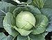 1,000+ Cabbage Seeds- Copenhagen Market by Ohio Heirloom Seeds new 2024