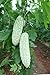 MOCCUROD 15pcs White Pearl Bitter Melon Seeds Rare Vegetable Bitter Gourd Calabash new 2024