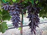 Photo Dichondra 70pcs Purple Finger Grape Fruit Seeds, best price $14.99, bestseller 2024