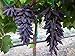 Dichondra 70pcs Purple Finger Grape Fruit Seeds new 2024