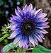 Sunflower Seeds for Planting 50 Pcs Seeds Rare Exotic Purple Garden Seeds Sunflowers new 2024