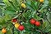 50+ Strawberry Tree Seeds - Arbutus unedo - Non-GMO Seeds, Grown and Shipped from Iowa. Made in USA new 2024