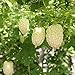 80Piezas Calabaza Amarga Semillas Especies Raras Calabaza Amarga Blanca Jardín Terraza Patio Decoración Fácil De Cuidar Adecuado Para Plantar Para Principiantes Y Jardineros nuevo 2024