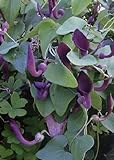 Foto TROPICA - Andalusische Gespensterpflanze (Aristolochia baetica) - 10 Samen, bester Preis 3,25 €, Bestseller 2024