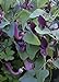 TROPICA - Andalusische Gespensterpflanze (Aristolochia baetica) - 10 Samen neu 2023