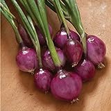 Photo David's Garden Seeds Onion Long-Day Purplette 8374 (Purple) 200 Non-GMO, Open Pollinated Seeds, best price $4.45, bestseller 2024