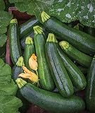 Photo Burpee Best Zucchini Summer Squash Seeds 20 seeds, best price $7.82, bestseller 2024