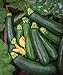 Burpee Best Zucchini Summer Squash Seeds 20 seeds new 2024