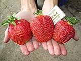 Photo CEMEHA SEEDS - Giant Strawberry Fresca Everbearing Berries Indoor Non GMO Fruits for Planting, best price $11.95 ($0.60 / Count), bestseller 2024