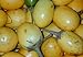 5 Samen Solanum ferox - Aubergine de Siam, essbare Früchte neu 2023