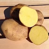 Photo Yukon Gold Potato Seed/ Tubers,Yellow-flesh standard.(5 Lb), best price $22.95 ($0.29 / Ounce), bestseller 2024