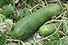 20 Organic Huge Chinese Asian Winter Melon Seeds Wax Gourd - Seed from Year 2021 USA new 2024