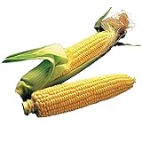 Photo Burpee Illini Xtra Sweet Hybrid (Sh2) Sweet Corn Seeds 800 seeds, best price $14.98, bestseller 2024