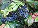 Oregon Holly Grape, Mahonia aquifolium, Shrub Seeds (Edible, Fall Color, Hardy) 20 new 2024