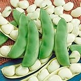 Photo Seed Needs, Henderson Lima Bush Bean (Phaseolus vulgaris) Bulk Package of 150 Seeds Non-GMO, best price $7.49, bestseller 2024