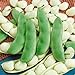 Seed Needs, Henderson Lima Bush Bean (Phaseolus vulgaris) Bulk Package of 150 Seeds Non-GMO new 2022