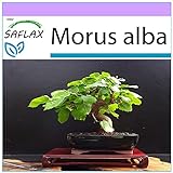 Foto SAFLAX - Morera blanca - 200 semillas - Morus alba, mejor precio 3,95 €, éxito de ventas 2024