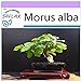 SAFLAX - Morera blanca - 200 semillas - Morus alba nuevo 2024
