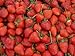Erdbeeren 1500+ Samen *Großfruchtig/Süß/Wohlschmeckend* -Super Ertrag und Winterhart- neu 2024