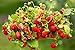 Semillas de fresa fresa regina - Fragaria vesca - 320 semillas nuevo 2024