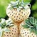 100 Schachteln/Taschen Erdbeer samen hohe Keimrate leicht zu nahrhaften vitamin reichen mehrfarbigen Nicht-Gmo-Frucht sämlingen für die Gartenarbeit auf Bauernhöfe zu Hause Weiß Eine Größe neu 2023