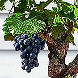 Foto 85 Stück Bonsai Zwerg Mini Traubenkerne Köstliche Obstpflanze Garten Balkon Dekor Garten Pflanzensamen Traubenkerne, bester Preis 1,55 €, Bestseller 2024