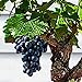 85 Stück Bonsai Zwerg Mini Traubenkerne Köstliche Obstpflanze Garten Balkon Dekor Garten Pflanzensamen Traubenkerne neu 2024