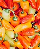 Photo Lunchbox Sweet Peppers 50 Seeds Garden Fresh Vegetables Healthy Planting, best price $7.99 ($0.16 / Count), bestseller 2024