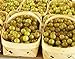 HEIRLOOM NON GMO Giant SCUPPERNONG White Muscadine 5 seeds new 2024