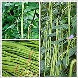 Photo Long Bean Seeds 30g Snake Yard-Long Asparagus Bean Red Noodle Pole Bean Garden Vegetable Green Fresh Chinese Seeds for Planting Outside Door Cooking Dish Taste Sweet Delicious, best price $9.99 ($9.44 / Ounce), bestseller 2024