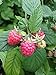 Polka Raspberry Bare Root - Non-GMO - Nearly THORNLESS - Produces Large, Firm Berries with Good Flavor - Wrapped in Coco Coir - GreenEase by ENROOT (2) new 2024