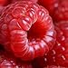 50 Seeds Jumbo RED Raspberry Bush Seeds Rubus Raspberries Sweet Fruit new 2022