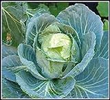 Photo 50+ Cabbage- Copenhagen Market Seeds, Heirloom, Non GMO Seed Tasty Healthy Veggie, best price $2.29 ($0.05 / Count), bestseller 2024