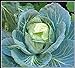 50+ Cabbage- Copenhagen Market Seeds, Heirloom, Non GMO Seed Tasty Healthy Veggie new 2024
