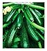 Semillas de calabacín híbrido diamant - vegetales - cucurbita pepo - zi015 - las mejores semillas de plantas - flores - frutas raras - idea de regalo - calabacines - aproximadamente 75 semillas - a nuevo 2024