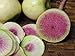 250+ Radish Seeds- Watermelon- Heirloom Variety by Ohio Heirloom Seeds new 2024