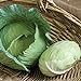 David's Garden Seeds Cabbage Tendersweet 9983 (Green) 50 Non-GMO, Hybrid Seeds new 2024
