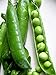 Pea Little Marvel Great Heirloom Vegetable 1,200 Seeds by Seed Kingdom new 2024