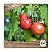 Samenliebe BIO Fleischtomaten Samen alte Sorte Berner Rose köstliche und aromatische Stabtomate Tomate rot 10 Samen samenfestes Gemüse Saatgut für Gewächshaus Freiland und Balkon BIO Gemüsesamen neu 2024