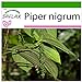 SAFLAX - Kräuter - Echter Pfeffer - 20 Samen - Mit keimfreiem Anzuchtsubstrat - Piper nigrum neu 2023