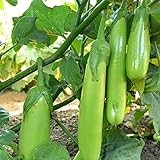 Photo Fingers - Green Eggplant Seeds - 2 g Packet ~450 Seeds - Non-GMO - Vegetable Garden - Solanum melongena, best price $3.69 ($52.34 / Ounce), bestseller 2024