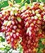de semillas de uva verde al por mayor de dulces y deliciosas uvas Villa fruta fructificación bonsai 100 semillas / Pack 6 nuevo 2024