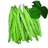 Photo Park Seed Algarve French Climbing Bean Seeds, Pack of 100 Seeds, best price $9.99 ($0.10 / Count), bestseller 2024