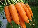 Photo 1,000+ Carrot Seeds- Scarlet Nantes Heirloom Variety, best price $3.49, bestseller 2024